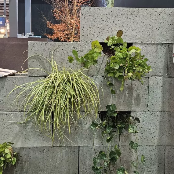 Schellevis Oudhollands Groenwand beplanting Grijs 100x20x20