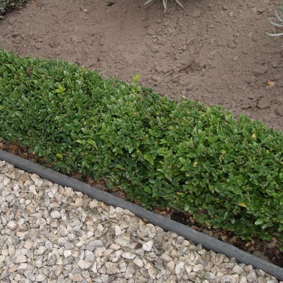 Ecolat recht 14cm x 10mm 2m/ stuk