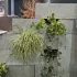 Schellevis Oudhollands Groenwand beplanting Grijs 100x20x20